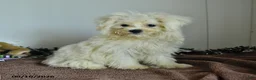 Pomapoo dogs for sale: Hermione - Ad 1