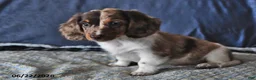 Miniature Dachshund dogs for sale: Cooper - Ad 4
