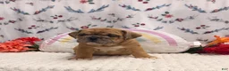 English Bulldog dogs for sale: Missile - Ad 1
