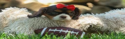 Cavalier King Charles Spaniel dogs for sale: Bentley 🐾🐶 - Ad 5