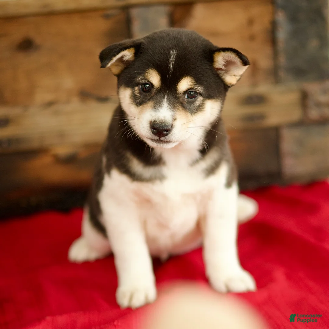 Shiba Inu dogs for sale: Charlie - Ad 2