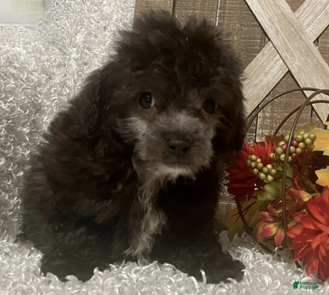 Toy Poodle dogs for sale: Fido - Ad 2
