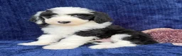 Sheepadoodle dogs for sale: Benji - Ad 2