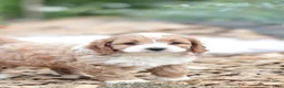 Cavapoo dogs for sale: Jasmine  - Ad 6