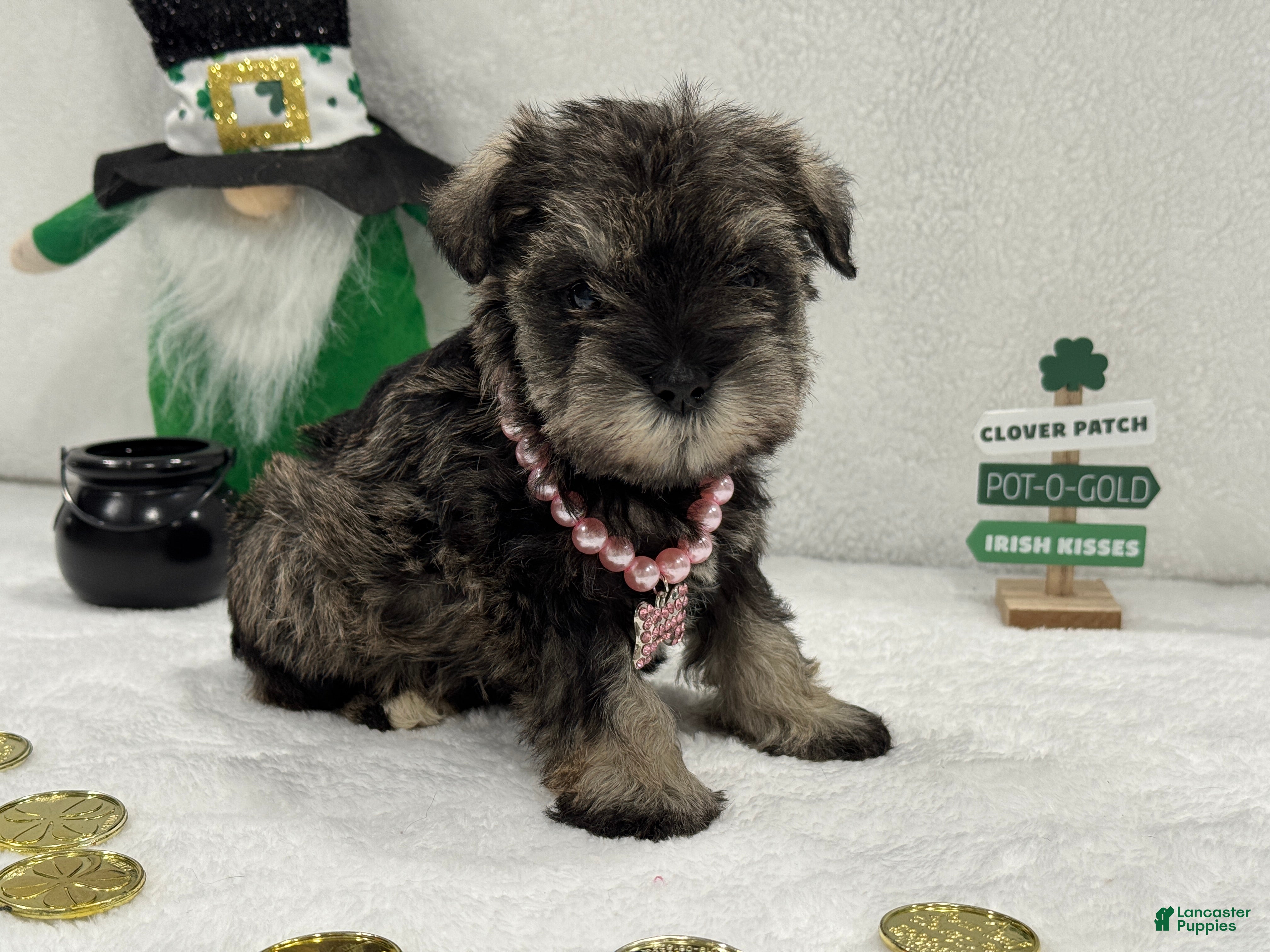Miniature Schnauzer dogs Gypsy Female 3 - Ad 9