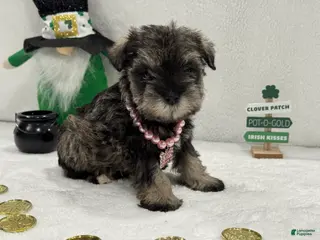 Miniature Schnauzer dogs Gypsy Female 3 - Ad 9