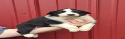 Mixed Breed dogs for sale: Mixed Breed 3 - Ad 1