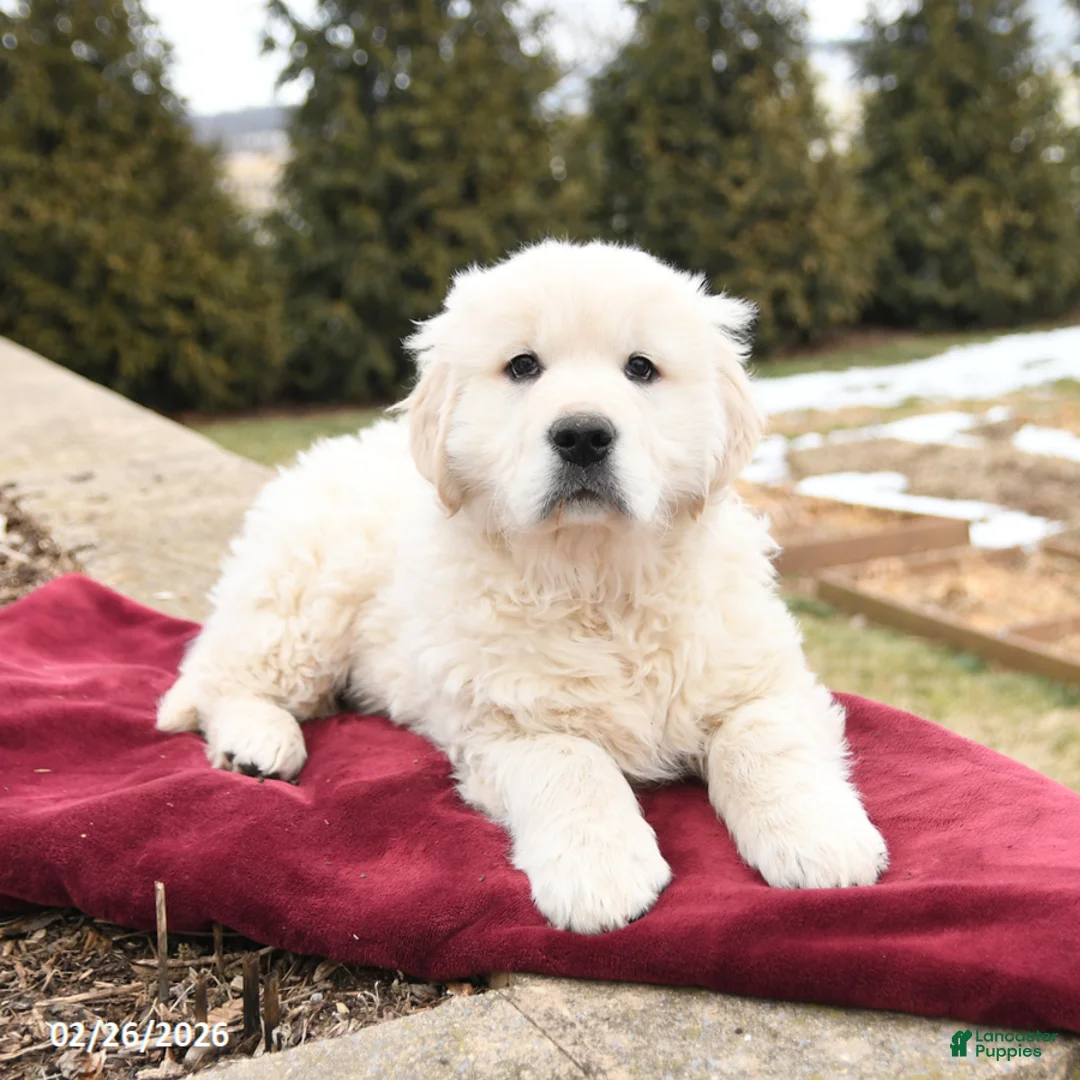 Golden Retriever dogs for sale: Scout - Ad 3