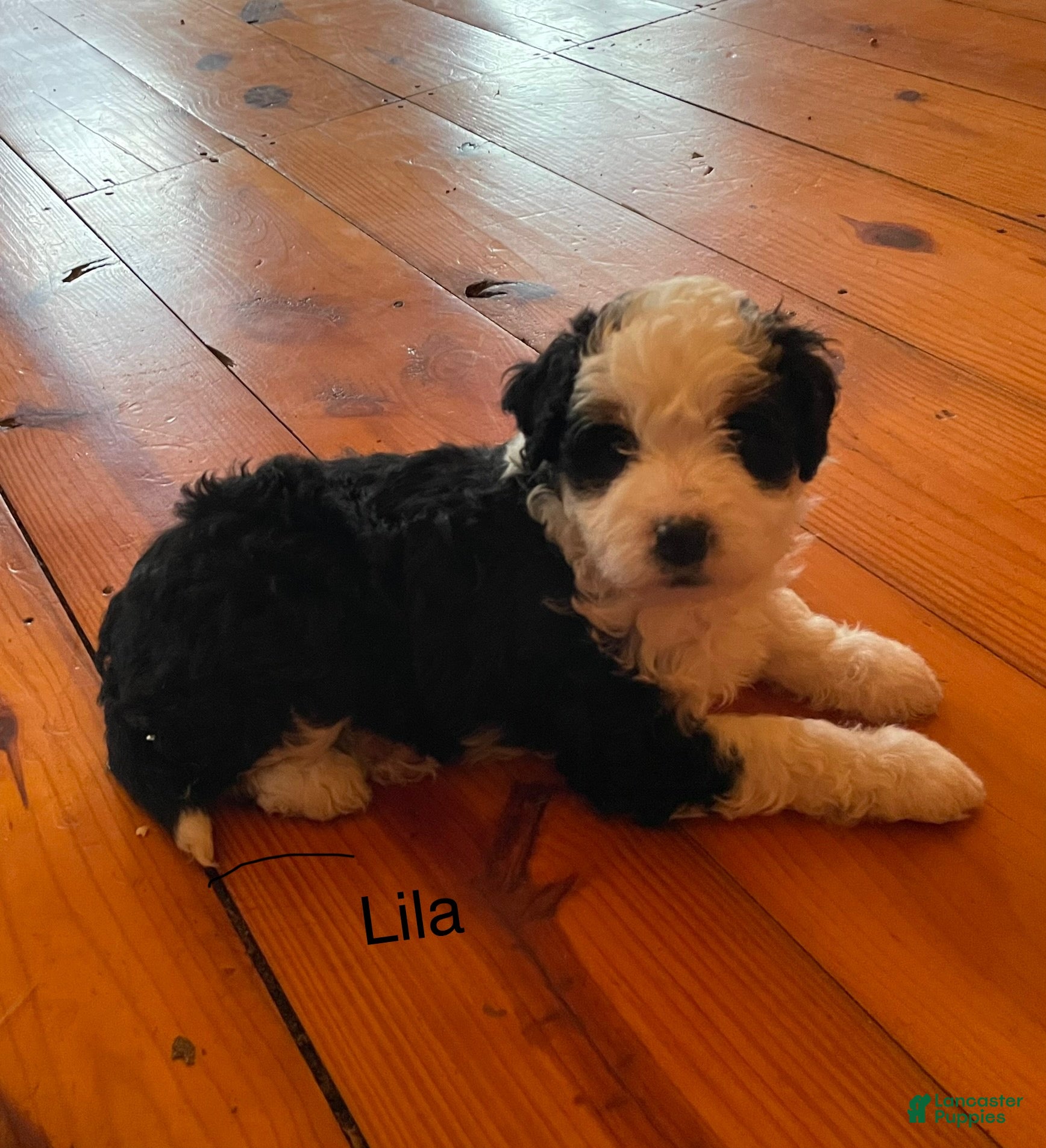 Mini Bernedoodle dogs Mini Bernedoodle Puppy 3 - Ad 22