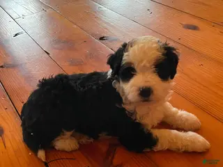Mini Bernedoodle dogs Mini Bernedoodle Puppy 3 - Ad 22