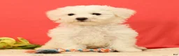 Bichon Frise dogs for sale: Easton - Ad 3