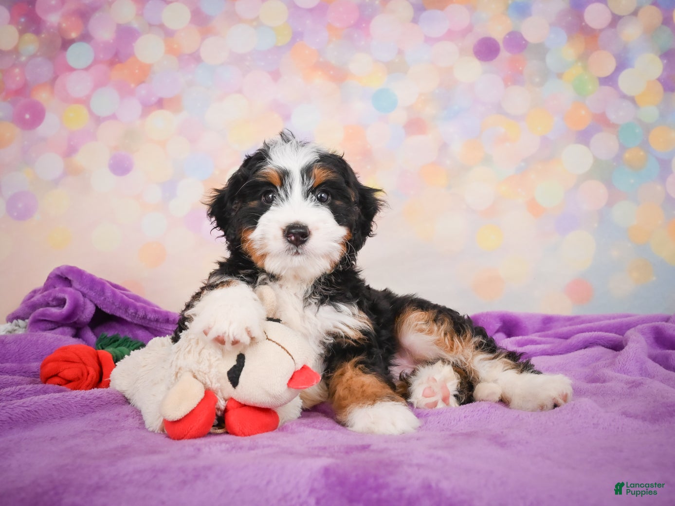 Mini Bernedoodle dogs Shadow - Ad 1