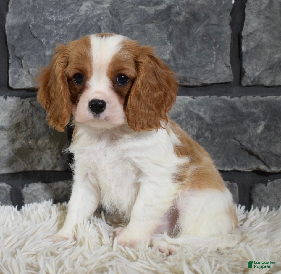 Cavalier King Charles Spaniel dogs Rocco  - Ad 2