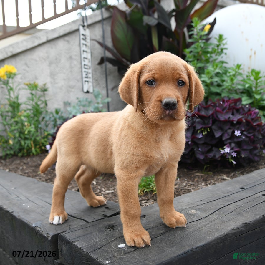 Labrador Retriever dogs Bear - Ad 1