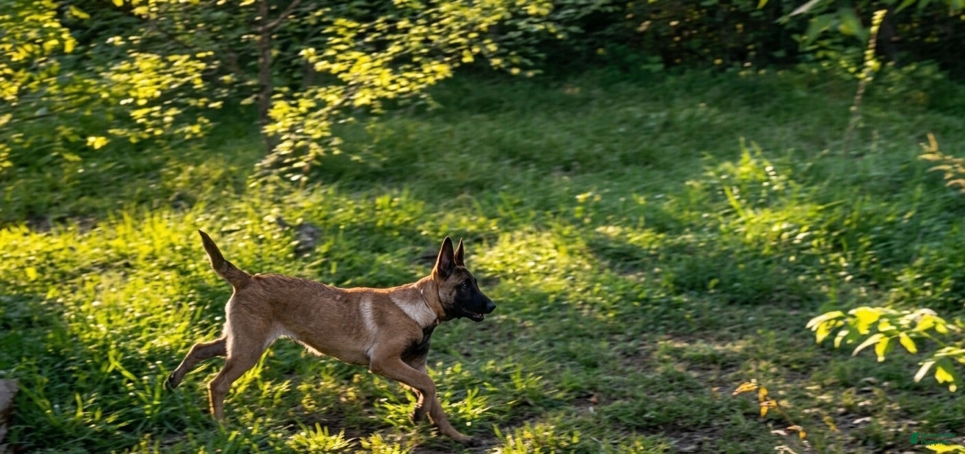 Belgian Malinois dogs Belgian Malinois 10 - Ad 19