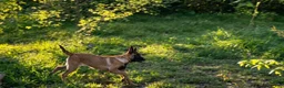 Belgian Malinois dogs for sale: Belgian Malinois 10 - Ad 1