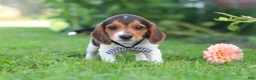 Beagle dogs for sale: Enzo - Ad 7