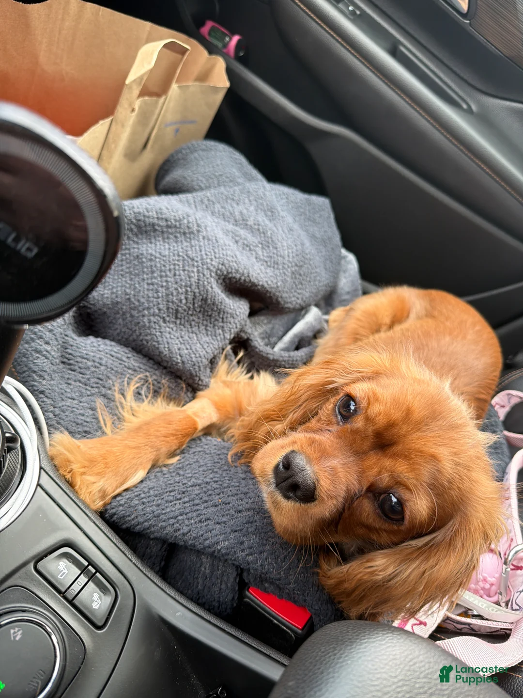 Cavalier King Charles Spaniel dogs for sale: Cavalier King Charles Spaniel Puppy 1 - Ad 1
