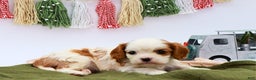 Cavalier King Charles Spaniel dogs for sale: Mack - Ad 3