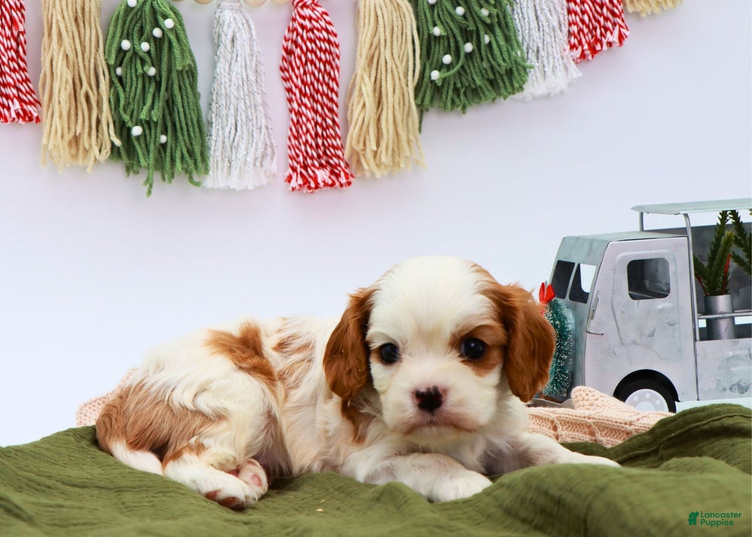 Cavalier King Charles Spaniel dogs for sale: Mack - Ad 3