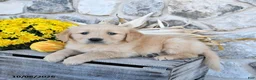 Golden Retriever dogs for sale: Daffodil - Ad 3