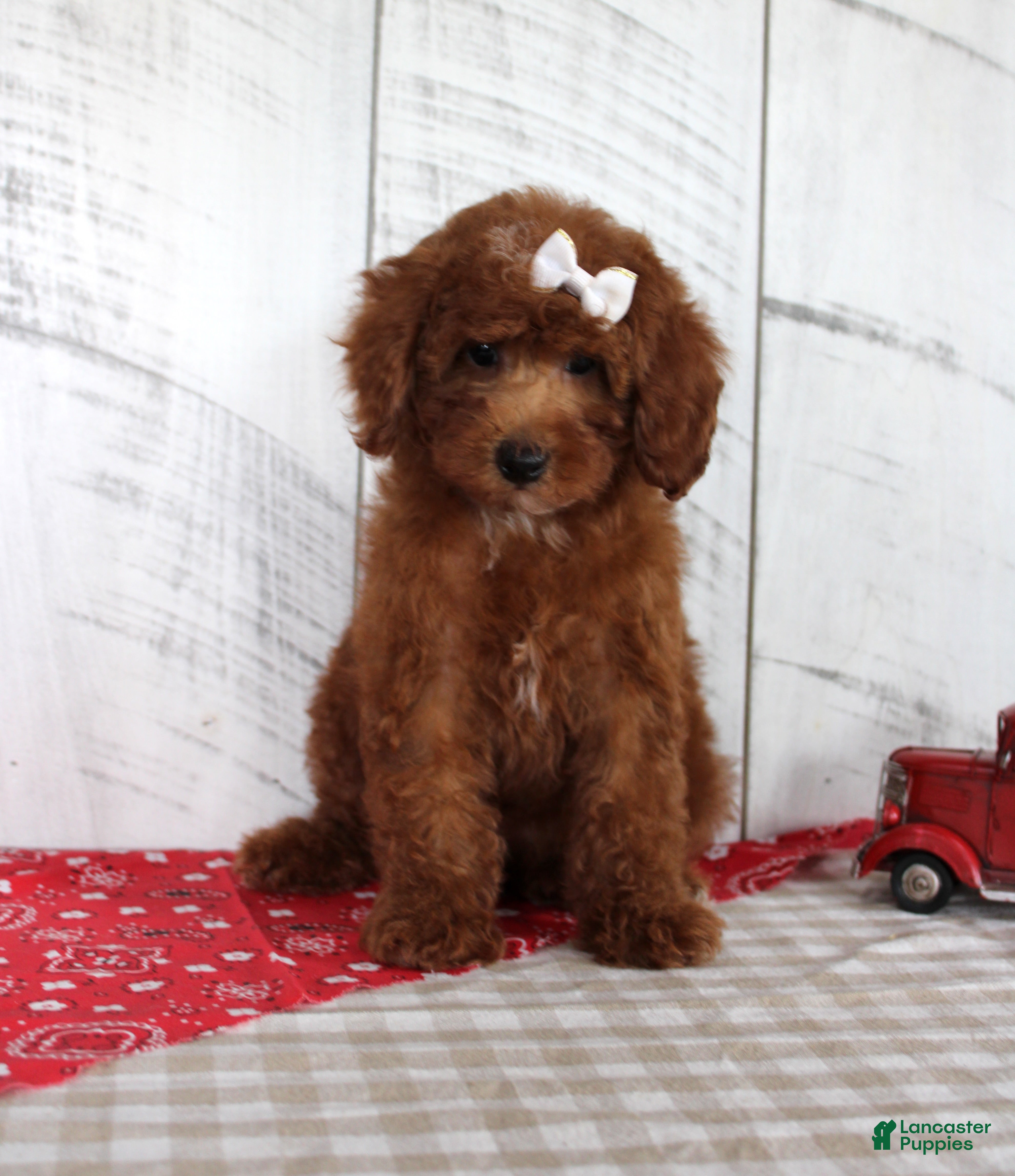 Mixed Breed dogs Nicki - Ad 12