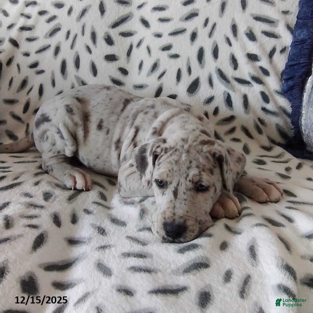 Great Dane dogs for sale: Kristy - Ad 3