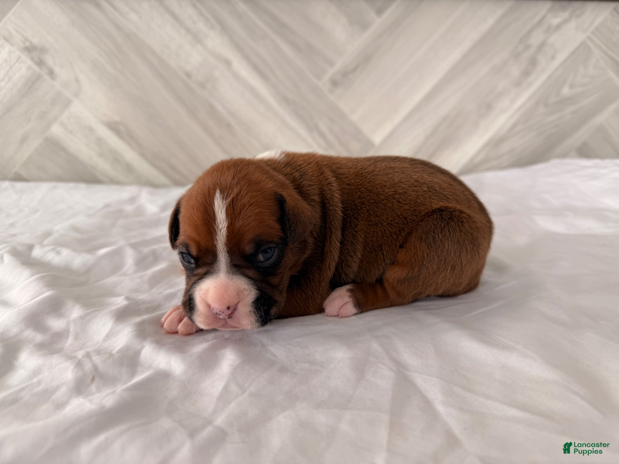 Boxer dogs Clint  - Ad 26