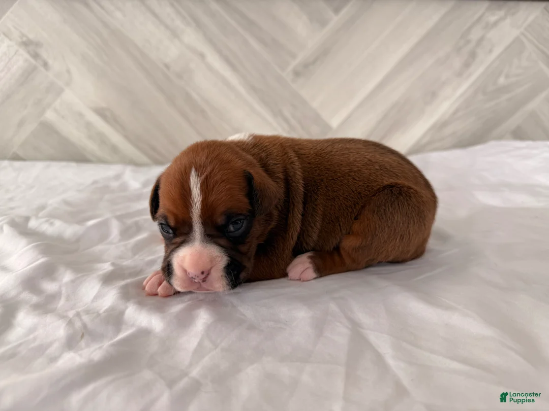 Boxer dogs for sale: Clint  - Ad 1