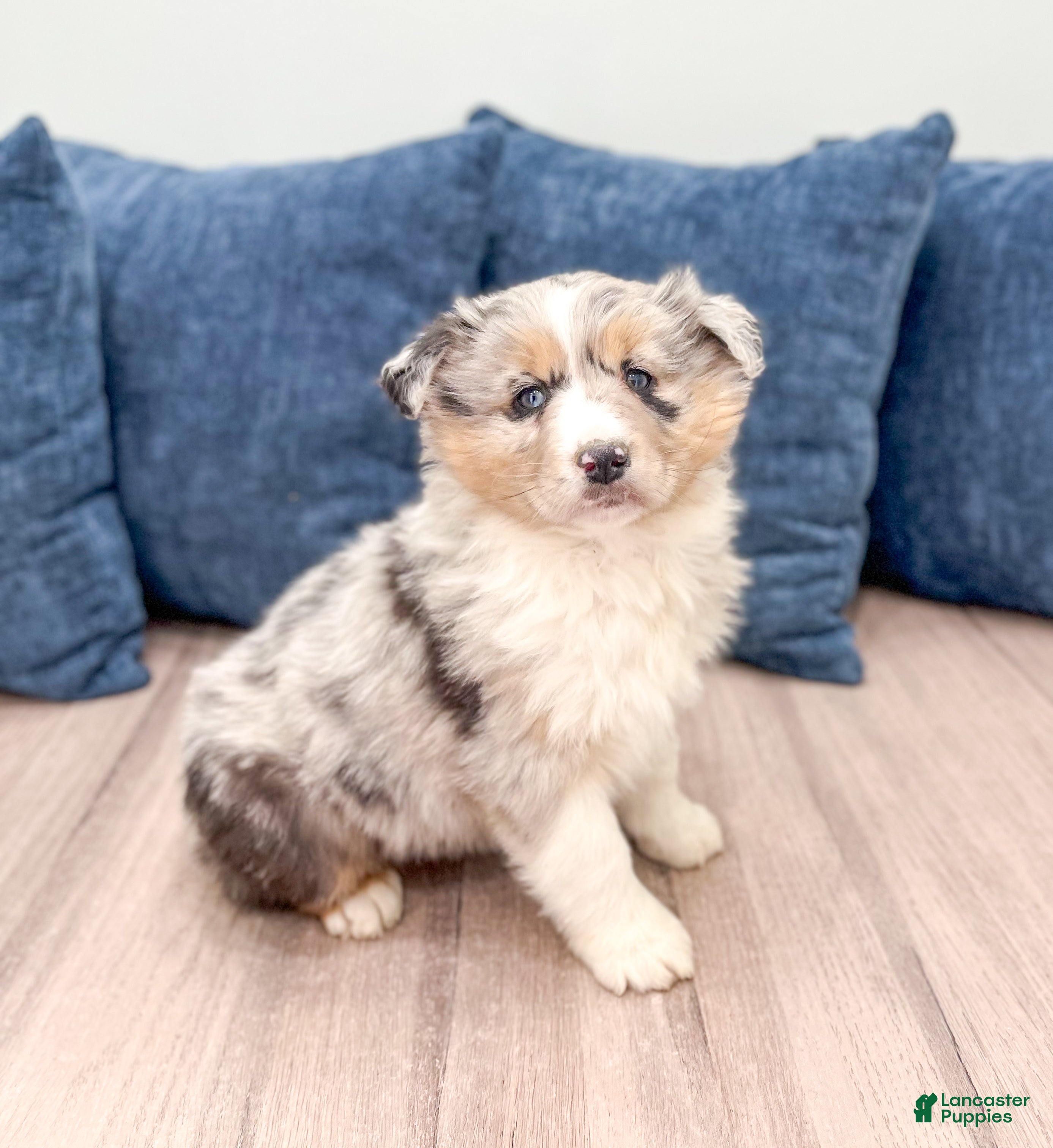Australian Shepherd dogs Lacey - Ad 1