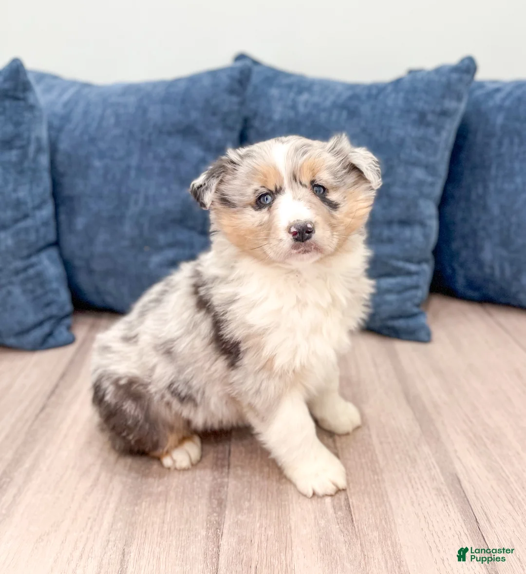 Australian Shepherd dogs for sale: Lacey - Ad 1