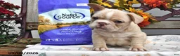 French Bulldog dogs for sale: Willow - Ad 4