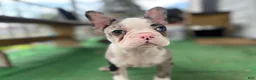 Mixed Breed dogs for sale: Robin - Ad 3
