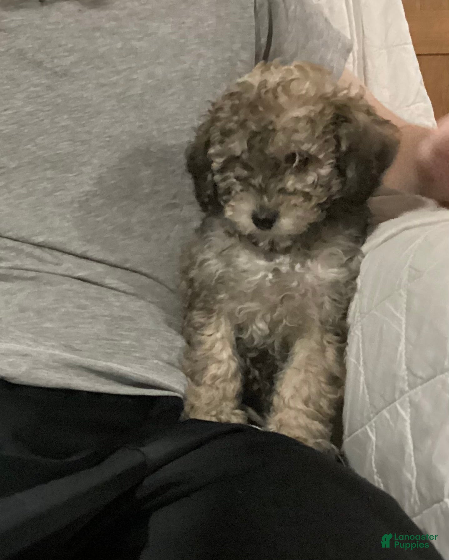 Miniature Poodle dogs for sale: Sandy - Ad 1
