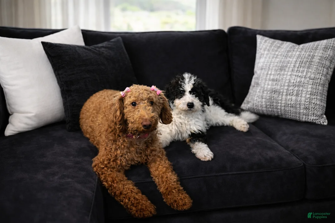Mini Bernedoodle dogs for sale: Mini Bernedoodle Puppy 1 - Ad 2