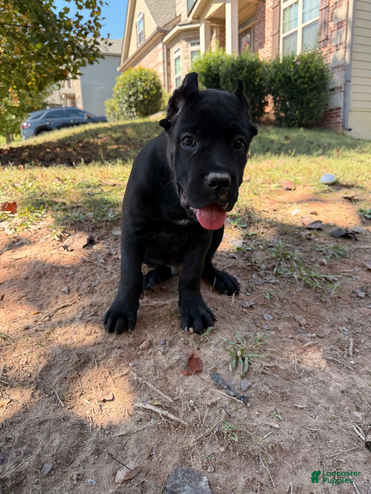 Cane Corso dogs Cane Corso 3 - Ad 1