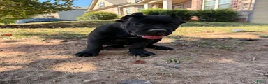 Cane Corso 3