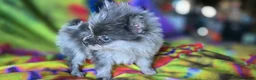 Pomeranian dogs for sale: Xavier Teacup  - Ad 3