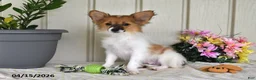 Papillon dogs for sale: Dusty - Ad 4