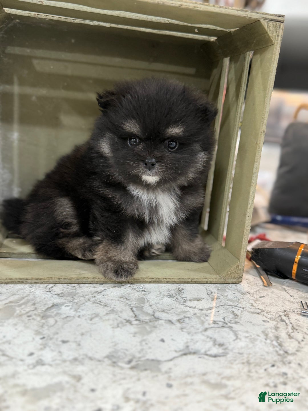 Pomeranian dogs for sale: Gus - Ad 3