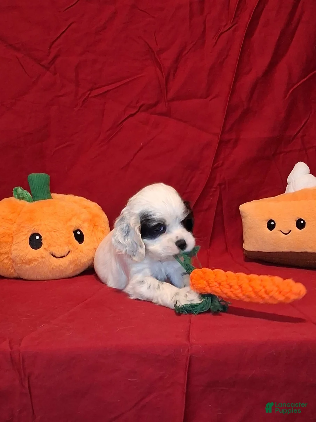 Cocker Spaniel dogs for sale: Eleanor - Ad 1
