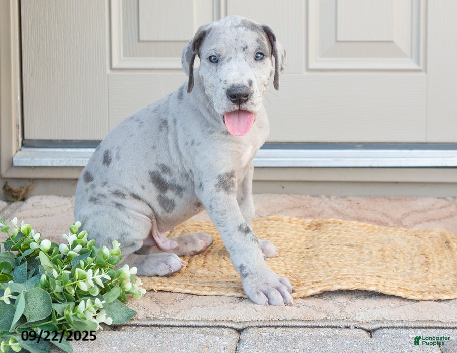 Bernard Great Saint Dane Puppies For Sale Bernard Mix Saint Bernard Price  Puppy Dog Price St, image size:900x696