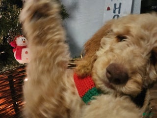 Goldendoodle dogs Jr. - Ad 29