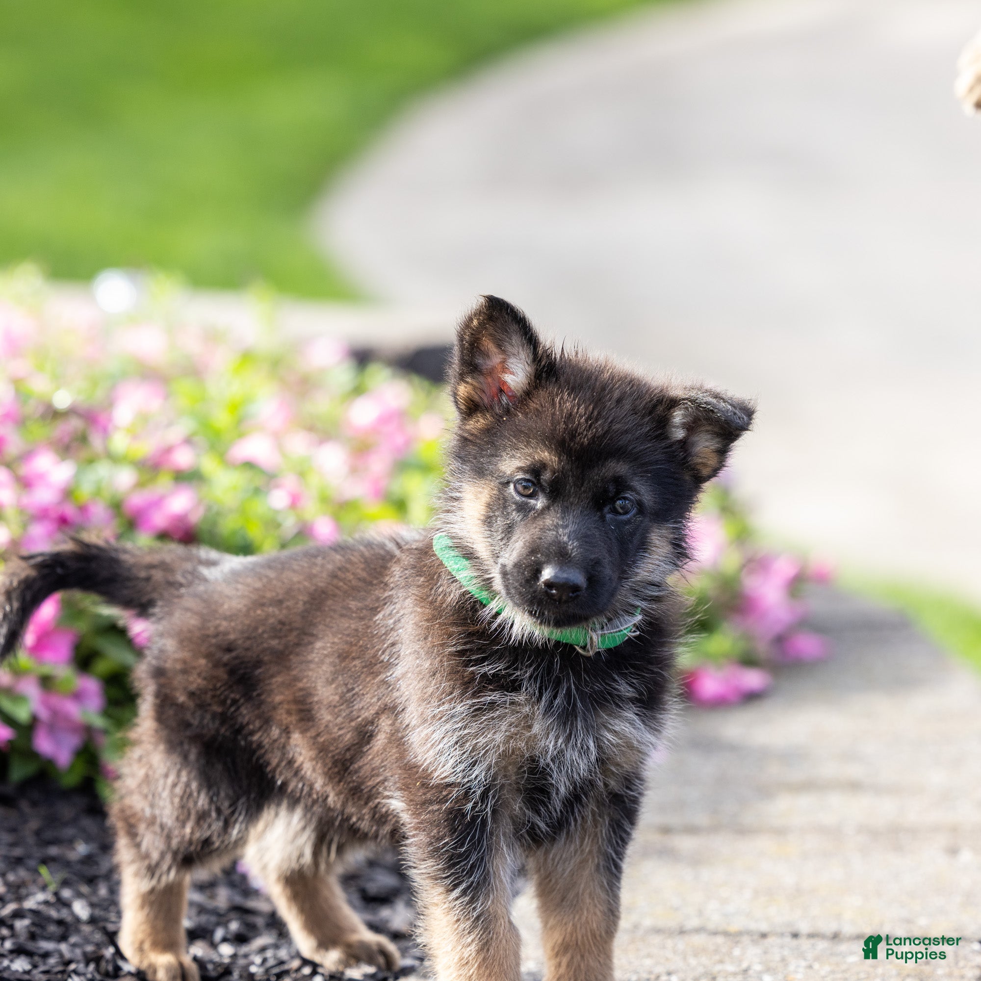 German Shepherd dogs Fudge  - Ad 2