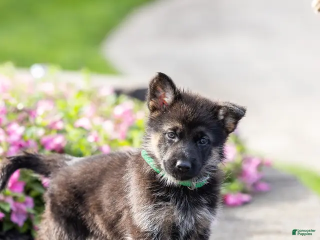 German Shepherd dogs for sale: Fudge - Ad 2