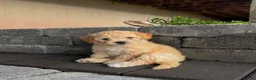 Bichpoo dogs for sale: Ivy - Ad 1