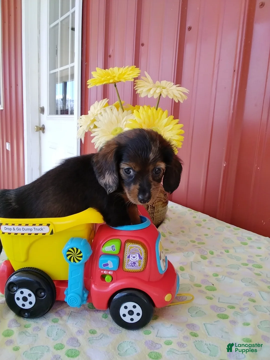 Miniature Dachshund dogs for sale: Fiona - Ad 1