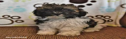 Shihpoo dogs for sale: Rainbow - Ad 1