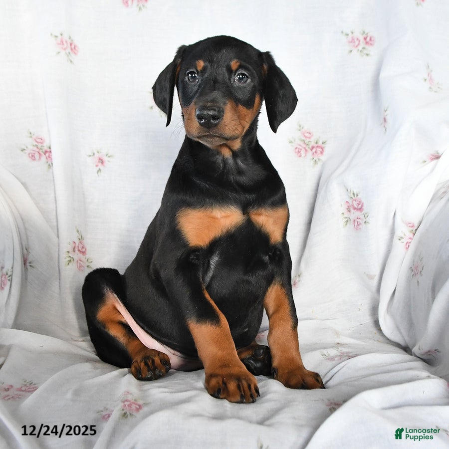 Doberman Pinscher dogs Daisy - Ad 36