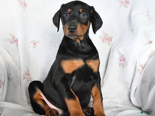 Doberman Pinscher dogs Daisy - Ad 21